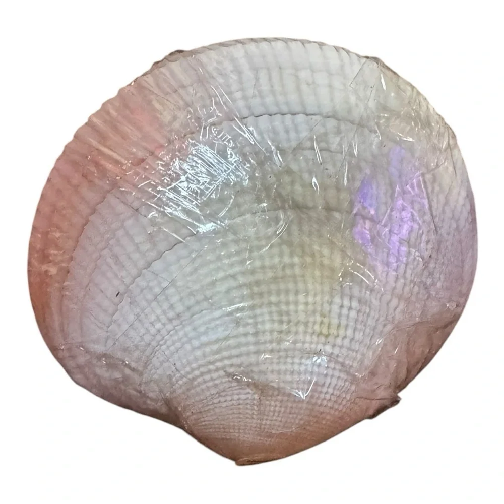 VINTAGE Clam Shell HORS D'OEUVRES CHEESE Food TOOTHPICKS w SEASHELL TIPS NEW